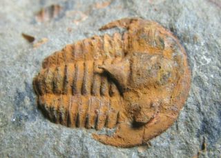 And Very Rare Trilobite.  Kingaspidoides Amousleken Cambrian.  Morocco.  Nºw