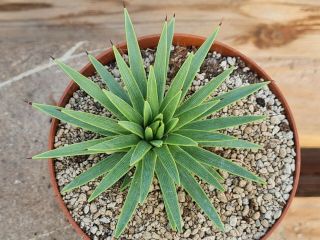 Agave Stricta Compact Form Rare Type On Roots Pot 10 Cm Cactus