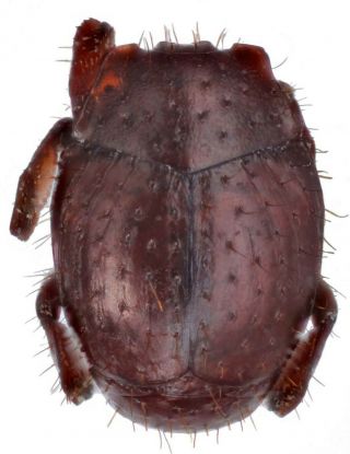 Coleoptera Histeridae Hetaeriinae Daptesiser? Sp.  Ab.  2.  5 Mm Peru Rare