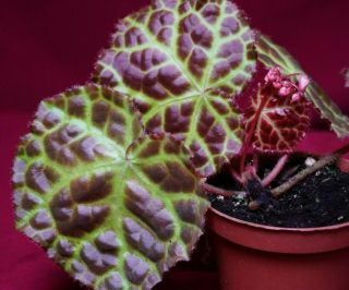 Begonia Plant Rajah 4 " Pot Rare Plant Rhizomatous