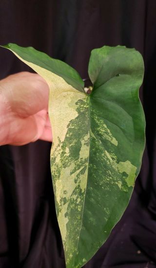 Syngonium Faustina Varigated 15,  Not Monstera,  Or Philodendron,  Rare,  Aroid