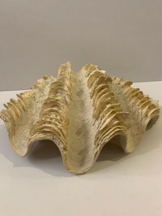 Vintage Giant Natural Clam Shell Tridacna Gigas Seashell Rare 11x7 Hugggge