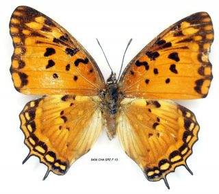 Insect Butterfly Nymphalidae Charaxes Species Rare Female 0404 Cha Spe F 13