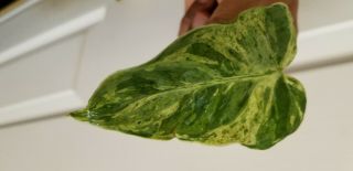 Variegated Heartleaf Philodendron Hederaceum - Very Rare
