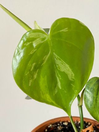 Rare Variegated Heartleaf Philodendron Hederaceum,  Healthy,  Well Rooted