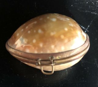 Antique Vintage Estate Victorian Snuff Box Seashell Deer Cowrie Brass Handmade