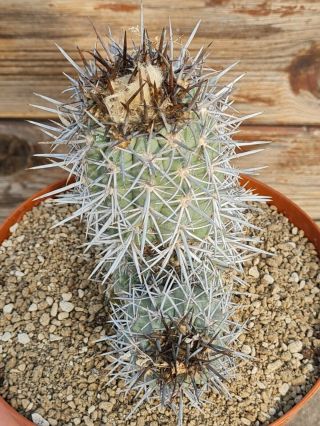 Copiapoa Marginata Clump Rare Type On Roots Pot 13 Cm Cactus
