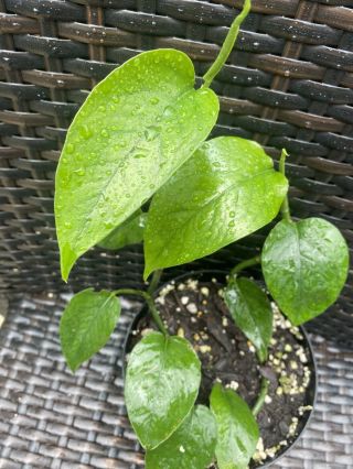 Monstera Acacoyaguensis Plant Large 6” Pot Rare Aroid Climbs Fast (heat)