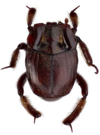 Coleoptera Histeridae Hetaeriinae Aphanister Fungifer Ab.  3 Mm Peru Rare