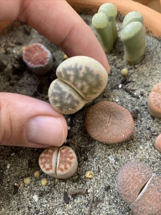 One Rare Lithops,  Living Stone,  3 - Year - Old Mature Plant,  Succulent.