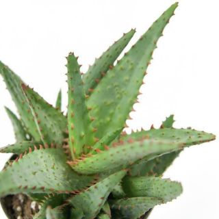 25 Seeds Aloe " Ajr " Rare Succulent Cactus Plant Garden Cacti