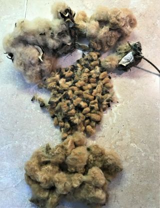 20 Rare Heirloom Ornamental Mississippi Brown Cotton Seed Pink Blooms Non Gmo