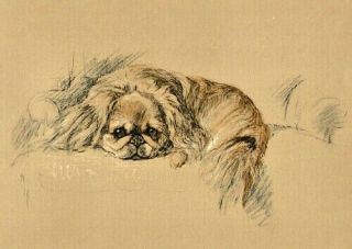 Vintage Dog Print 1936 By Lucy Dawson (mac) - Nanki Poo - Pekingese