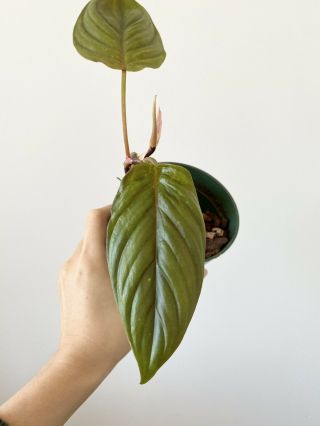 Philodendron Ernestii Rare Aroid