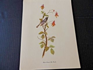 John James Audubon,  Black Throated Blue Warbler Vintage Bird Art Print Ec