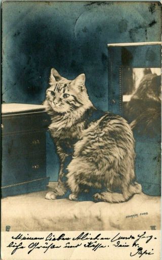 C44 - 8474,  Cat,  Real Photo Antique German Postcard.