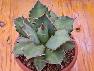 Agave Titanota Rare Type On Roots Pot 12 Cm Cactus