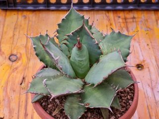 Agave Titanota rare type on roots pot 12 cm cactus 2
