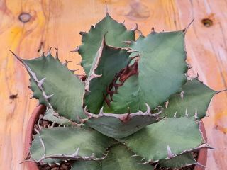Agave Titanota rare type on roots pot 12 cm cactus 3