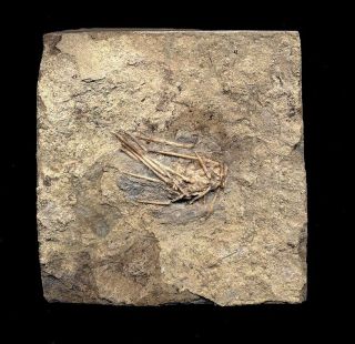 Extinctions - Rare Spiny Archaeocidaris Urchin Echinoid Fossil - Gilmore City
