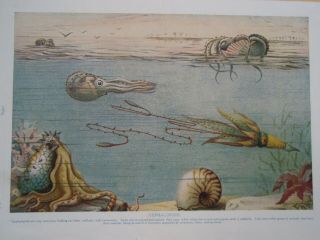 Types Of Cephalopods Old Vintage Antique Sea Creatures Print 1920 