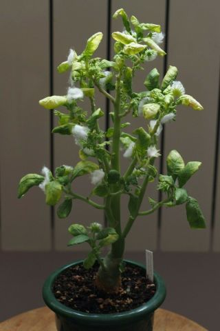 Dorstenia Hildebrandtii 10 Rare Caudex Succulents Seeds,  Season 2021