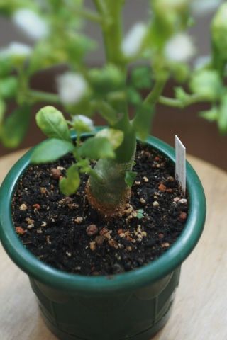 Dorstenia Hildebrandtii 10 rare caudex succulents seeds,  season 2021 2