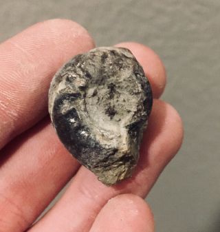 Rare Texas Fossil Ammonite Metacoceras Sp.  Pennsylvanian Age