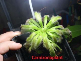 Drosera Capensis Rares Hercules White 10 Seeds Plant Carnivorous Semillas