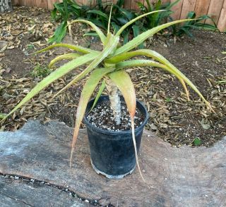 Large A,  Unique & Rare Aloe Vaombe Hybrid Tree Aloe Variegated ?