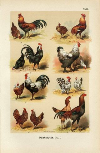 1890 Chickens Hens Roosters Breeds Birds Antique Chromolithograph Print Martin