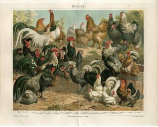 1887 Chickens Hens Roosters Breeds Birds Antique Chromolithograph Print