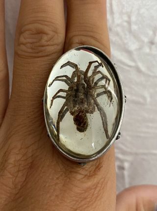 Alchemy Gothic Very Rare Wolf Spider Ring Size T