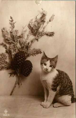 C44 - 8475,  Cat,  Real Photo Antique German Postcard.