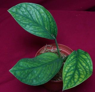Monstera Pinnatipartita Siam Rare Aroid Philodendron