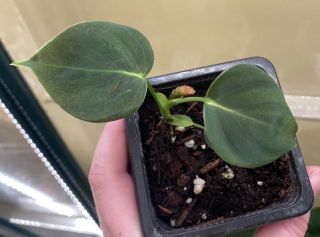 Philodendron Lupinum,  Rare Velvet Heart - Leaf Aroid With Red Back