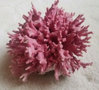Rare Pink Coral - Coral Skeleton 7.  5in X 7.  0in X 5.  25in Tall