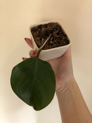 Rare Philodendron White Knight Variegated