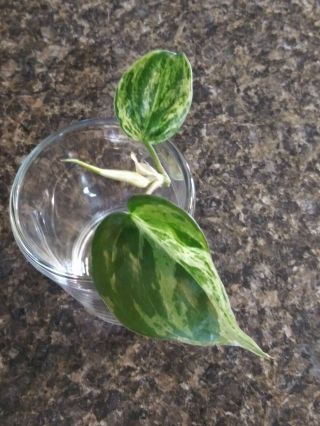 Very Rare Variegated Heartleaf Philodendron 3 Leaf Cutting