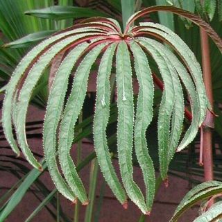 " Palm - Leaf Begonia " - Rare Begonia Luxurians