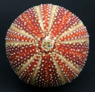 Rare Colour Echinus Esculentus 76.  4 Mm Sea Urchin North Sea