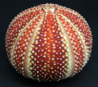 Rare colour Echinus esculentus 76.  4 mm sea urchin North Sea 2