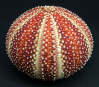 Rare colour Echinus esculentus 76.  4 mm sea urchin North Sea 3