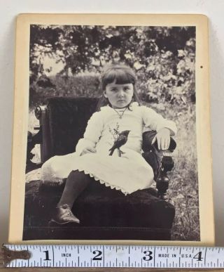 Antique Cabinet Card Photo Girl In Dress With Taxidermy Bird On Lap Unique