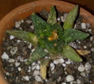 Ariocarpus Fissuratus V.  Hintonii Rare Own Root Seedling.  Shown In A 3 " Pot