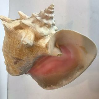 Vintage Florida Ocean Seashell Conch Sea Shell Rare Huge Salt Water Natural