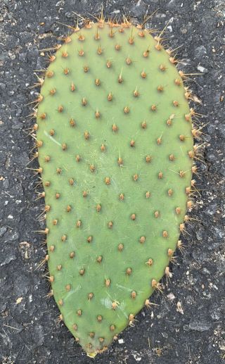 Opuntia Echios V.  Zacana Extremely Rare Endangered Galapagos Cactus Species