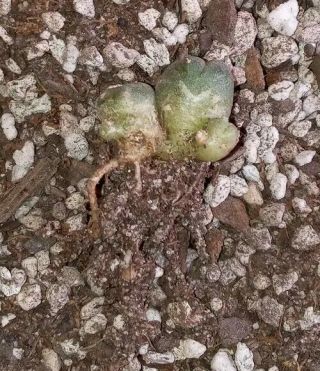 Ariocarpus Aztekium Echinopsis Caospitosa Own Root Clone.  Rare Cactus Plant