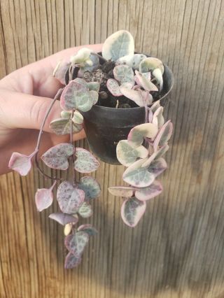 Variegated String Of Hearts Plant - Ceropegia Woodii Rare Collectors Plant