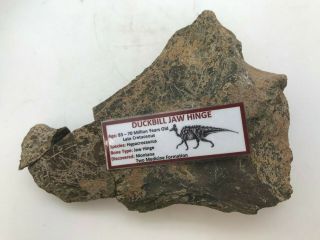 Rare Ancient Duckbill Dinosaur Jaw Hinge - 83/70 Myo - Jaw - Two Medicine